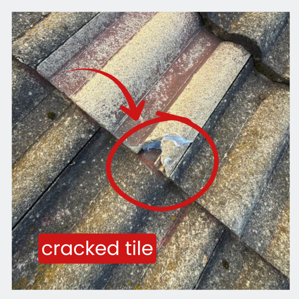 Close-up of a chipped concrete roof tile surrounded by older tiles at a Canberra home.